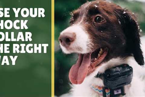 5 Tips: E-Collar Dog Training for Beginners