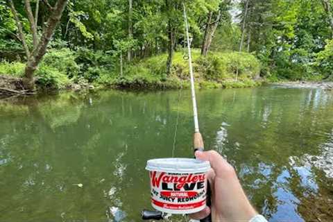 TROUT Fishing with LIVE WORMS