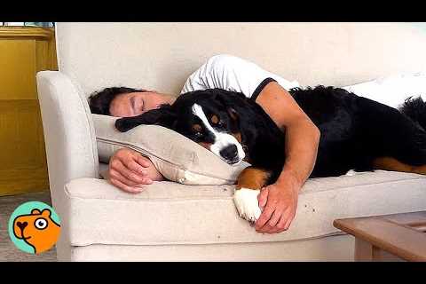 Animal Friendships: A True Story of Love and Devotion