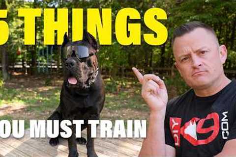 The Top 5 Skills for Training a Perfect Dog!