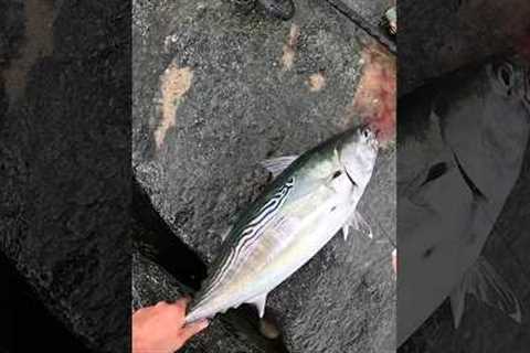Why do people HATE Eating this Fish? #fishing #shorts