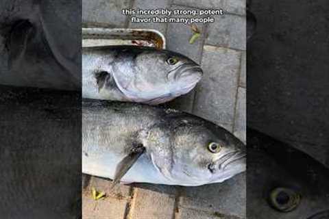 Why People HATE Eating this Fish…