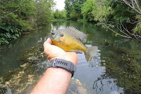 The Best Bluegill Bait that’s not Worms! You’ll be Shocked!