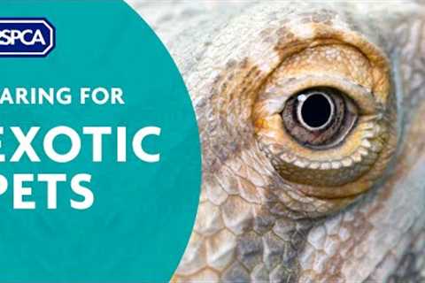 How to care for exotic pets