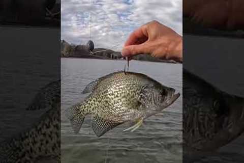 I Dropped a Live Crappie to the Bottom of the River