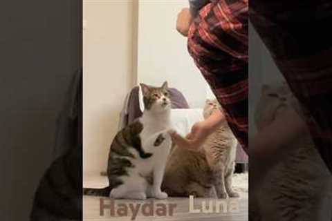 Cat Trick Training #cats #catvideos #catlover