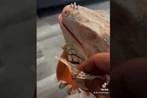 Rocket finally shed his other jowl #pet #asmr #petlover #reptile #iguana