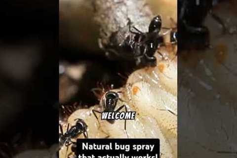 DIY Citrus Bug Spray to Keep Pests Away!