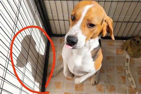 These Dog Could Star in a Comedy Show 🤣🐶 NEW Funny Dog Videos