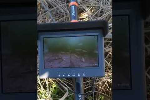 Fishing with an underwater camera.