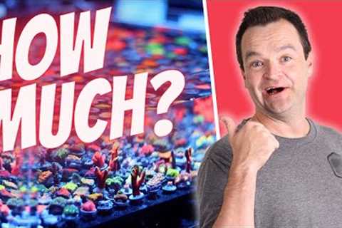 The Real Cost ($$$) of Saltwater Aquariums