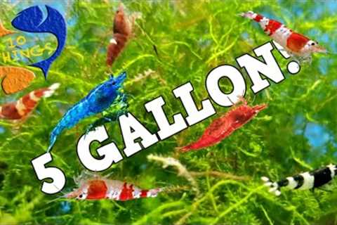 10 BEST FISH For 5 Gallon AQUARIUM