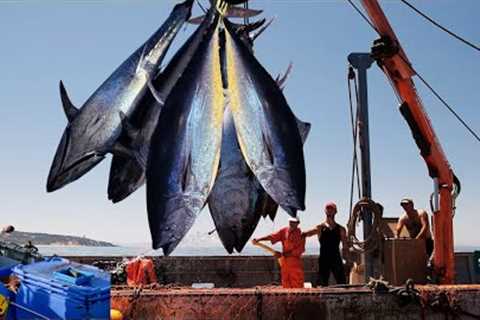 Massive Bluefin Tuna: Catches Fishing and Processing Millions of Bluefin Tuna