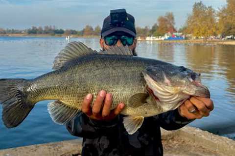 Caught a 20lb GIANT FISH at Lake Balboa!!!
