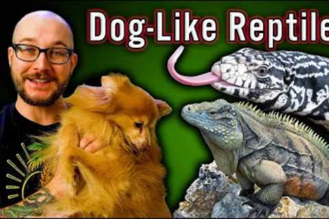 5 Reptiles That Act Like Dogs | No Fur, No Allergies, All The Love
