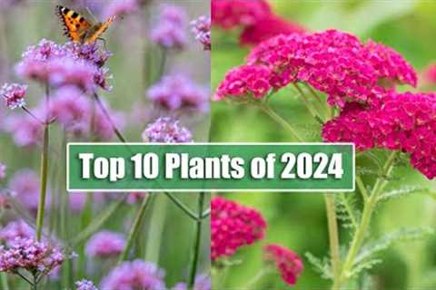 Top 10 Best Selling Garden Perennials Of The Year | Rosy Hardy