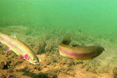 How to Catch Trout with a Drop Shot - Amazing Underwater Trout Strikes and Reactions
