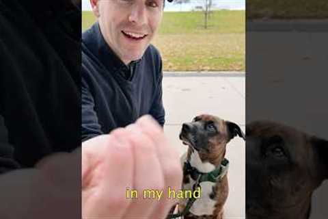 How to Teach Your Dog to Stop Eating Things Off the Ground. #dogtraining #puppytraining #dogtrainer