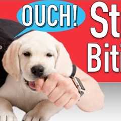 How to Train your Puppy to Stop Biting