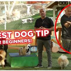 MY BEST ADVICE FOR BEGINNER DOG OWNERS | DOG TIPS