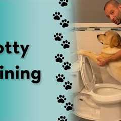 How do you potty train your dog? #labrador #dogtraining