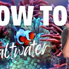 Beginner's Guide To Saltwater Aquariums 2024