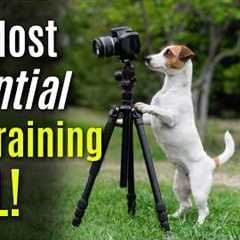 Survey Shows 63% Of Dog Owners Currently Don't Use This Essential Dog Training Tool #294 #podcast