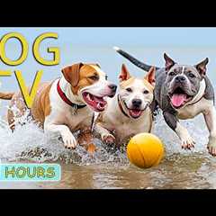 DOG TV: Video Entertain for Your Dog to Reduce Stress & Anxiety When Home Alone - Best Music..