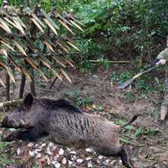 200 days of survival in the wild, wild boar trapping skills, survival alone