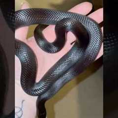 My snakes growing! #pets #reptiles #mexican #kingsnake #mbk #black #growth #snake #shorts #exotic