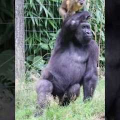 Heartwarming Gorilla Friendships