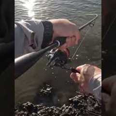 Catching flathead on soft plastic lures #fishing #fish #fishinglife #fishingaustralia #flathead