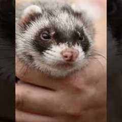 3 Best Small Exotic Pets Revealed!