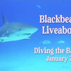 Scuba Diving the Bahamas on Blackbeard's Liveaboard, The Sea Explorer