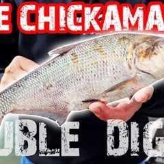 Catching DOUBLE DIGITS On LAKE CHICKAMAUGA!! Fishing For MONSTER BASS! (Bassquest Fishing Charters)