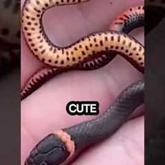 Cute Baby Animals: Baby Snakes Are Not As Dangerous As The Adult Snakes