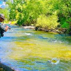 Summer Fly Fishing in North East Victoria