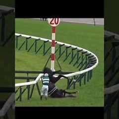 Horse racing accident #fjordigang #horse #equestrian #horseedit #edit #riding #horseriding #pony