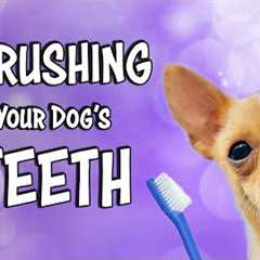 Teach your dog to feel comfortable getting their teeth brushed