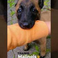 BELGIAN MALINOIS Puppy Training | First Day #shorts  #funny #pets #animals #malinois #germanshepherd