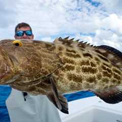 3 Days of Florida Offshore Fishing! Catch Clean Cook (Black Grouper)