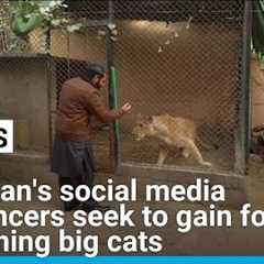 Pakistan's social media influencers seek to gain followers by owning big cats • FRANCE 24 English