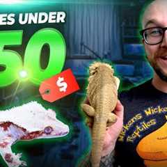 The Best Pet Reptiles for Under $50