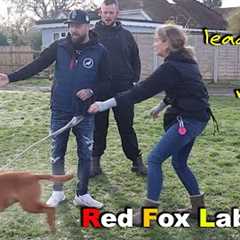 Fox Red Labrador, Nervous, Lead Walking & Recall - Professional Dog Trainer