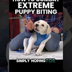 How To Combat Extreme Puppy Biting