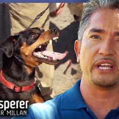 Miniature Pinscher Viciously Attacks Young Family | Dog Whisperer With Cesar Millan