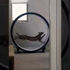 F1 savannah cat nyx charging up the homestead - #One_Fast_Cat exercise wheel