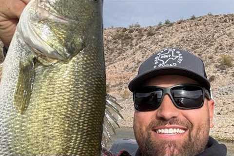 Lake Pleasant Fishing Report (12/26/2024) A-Rig Mania!!!
