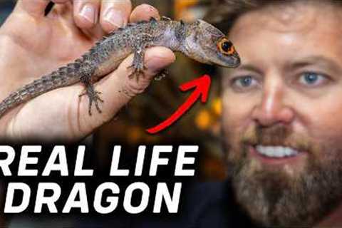 Private Tour of the Most Exotic Reptiles in the World