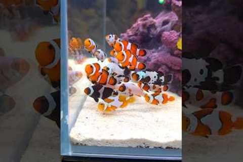 Most Beautiful Clownfish EVER #Shorts